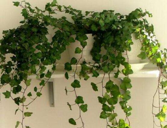 常春藤怎么養(yǎng)殖，盤(pán)點(diǎn)最簡(jiǎn)單兩種養(yǎng)殖方法(土培和水培)"