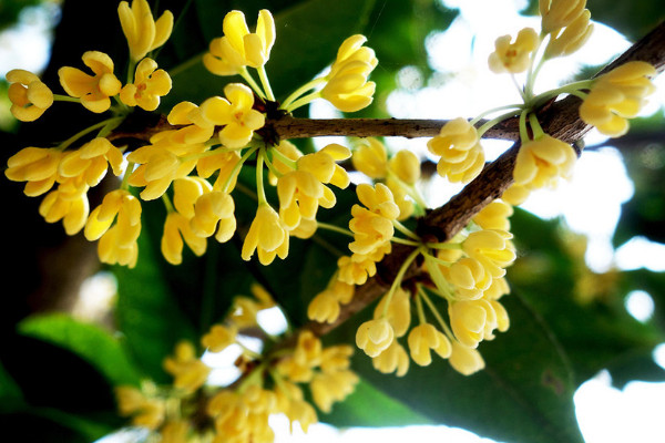 桂花什么時候開，每年9月到10月上旬"