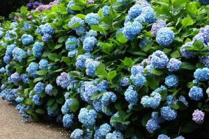 繡球花有哪些品種，繡球花品種圖片大全"