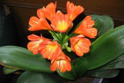 君子蘭怎么養(yǎng)才能開(kāi)花，保證光照、養(yǎng)分充足"