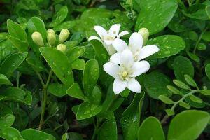 九里香冬天怎么施肥，九里香施什么肥好"