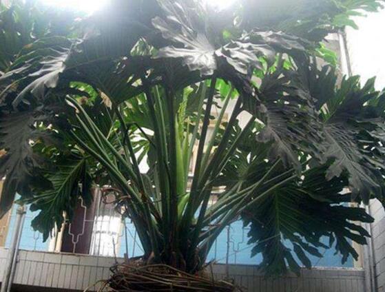 龜背竹怎么澆水，龜背竹澆水方法"