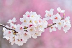 櫻花樹剛種上需要澆水嗎，根據(jù)土壤的干濕度判斷是否澆水"