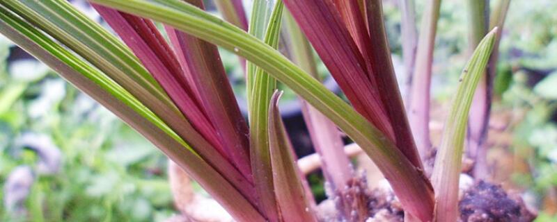 如何鑒別惠蘭紅香妃"