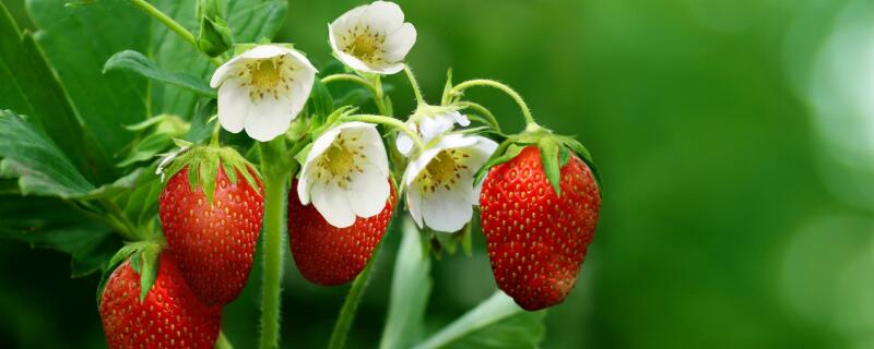 草莓移植后咋樣管理"