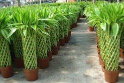 富貴竹價(jià)格，不同種類的價(jià)格不相同"