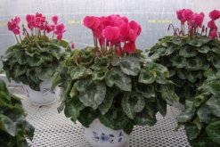 仙客來(lái)好養(yǎng)活嗎，5步教你養(yǎng)好仙客來(lái)"