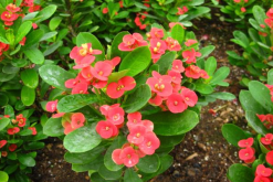 虎刺梅怎么養(yǎng)怎么配土，使用疏松肥沃、通透性較強(qiáng)的土壤"