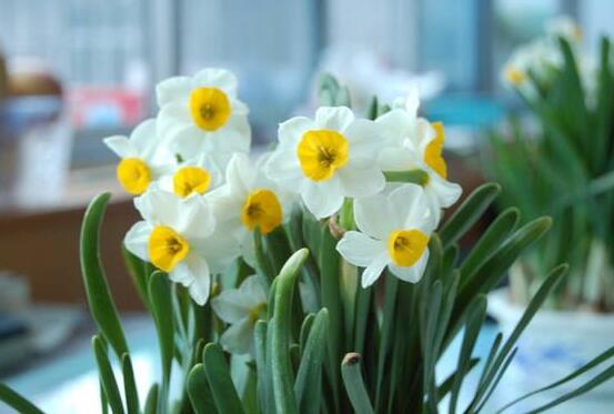 盆栽水仙花的養(yǎng)殖方法，老農(nóng)總結(jié)八大養(yǎng)殖方法"