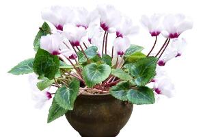 仙客來盆栽注意什么，盆栽仙客來養(yǎng)護(hù)方法"