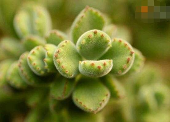 熊童子用什么土，腐葉土、園土、沙土最為合適"