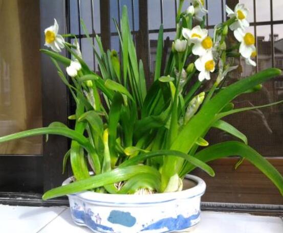 仙花的栽培技術(shù)，擇八厘米以上鱗莖/疏松透氣土壤與紫砂盆"