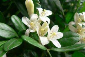 九里香的風(fēng)水作用，九里香的功效與作用"