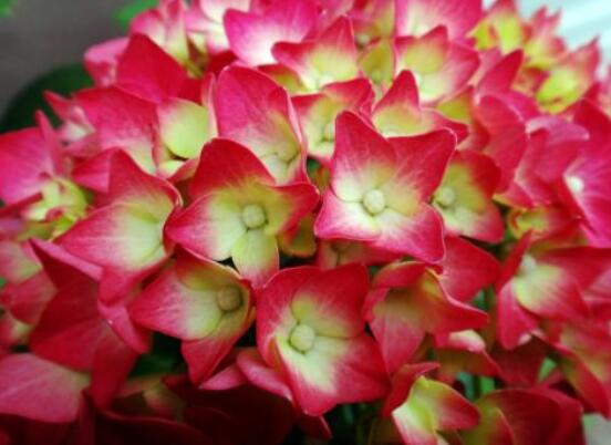 繡球?yàn)槭裁蠢鲜悄枞~子，四種原因以及解決辦法"