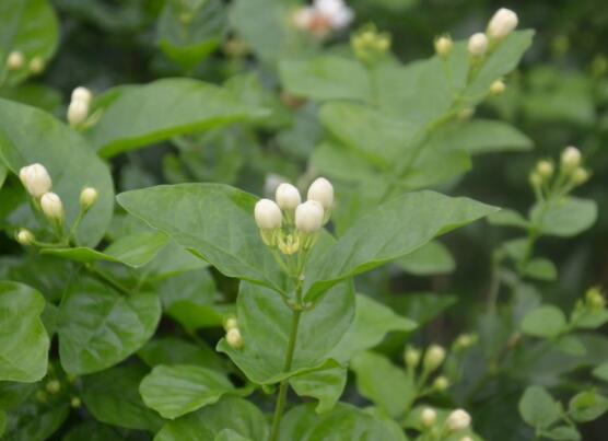 茉莉的修剪方法，教你兩種簡(jiǎn)單易學(xué)的操作方法(生長(zhǎng)期與休眠期)"