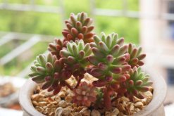 虹之玉和玉米石的區(qū)別，高度、花朵、習(xí)性、分布不同"