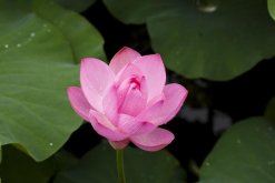 荷花的象征意義，象征著高雅、品德高尚"