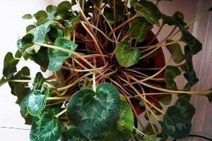 仙客來(lái)葉子為什么發(fā)軟，仙客來(lái)葉子發(fā)軟怎么辦"