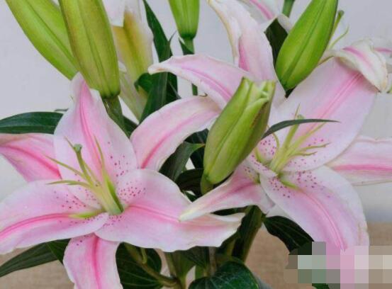 香水百合種植技術(shù)，土壤種球消毒/種入土深8-10厘米"