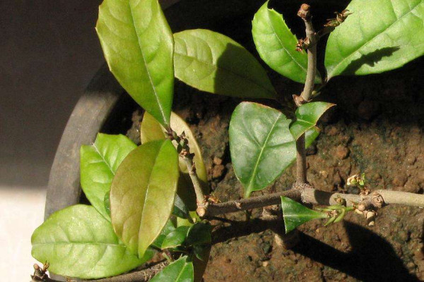 桂花葉尖干枯怎么回事，光照過強水肥不足"