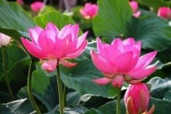 荷花的種植方法水培，5步即可完成荷花水培"