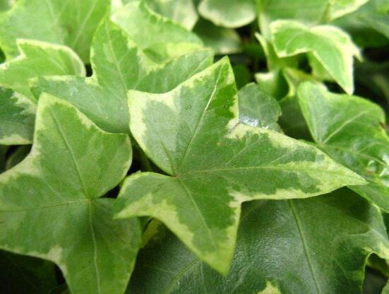 常春藤的養(yǎng)殖方法和注意事項，老農(nóng)總結(jié)八大基本方法"