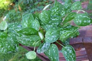 綠蘿的品種有哪些，綠蘿哪個品種好"