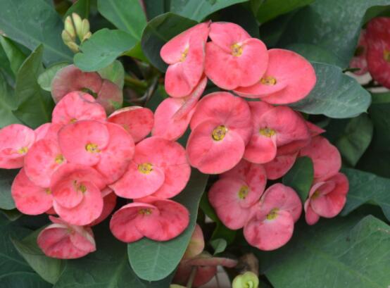 虎刺梅黃葉怎么辦，多半是施肥和修剪不當(dāng)引起的"