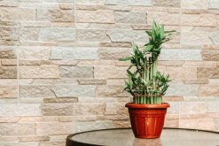 富貴竹的功效與作用，既有觀賞效果也有凈化能力"