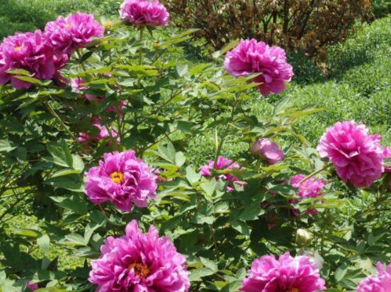 牡丹花種植方法，老農(nóng)歸納最全面的種植技巧(種植前后)"