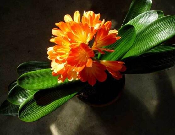 關(guān)于君子蘭開(kāi)花的迷信說(shuō)法是造謠的，君子蘭的風(fēng)水作用介紹"