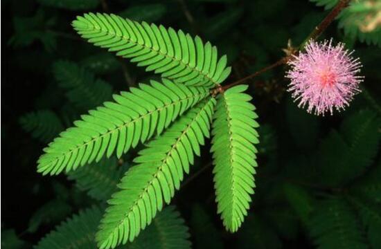 含羞草怎么澆水，含羞草澆水方法"