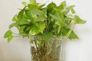 水培綠蘿葉子發(fā)黃怎么辦，勤換水控光溫"