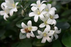 九里香適合室內(nèi)養(yǎng)嗎,長期放在室內(nèi)影響人身體健康"