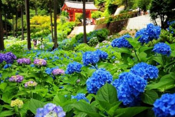 繡球花的功效與作用，盤點繡球花六大功效與作用"