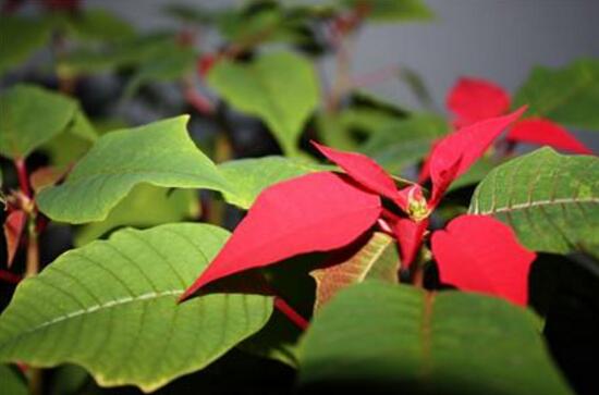 怎樣讓一品紅長不高，一品紅長不高方法"