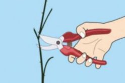 薔薇花的修剪方法，一年可修剪兩次（7-8月/花后12月）"