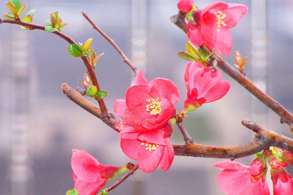 海棠花的養(yǎng)殖方法和注意事項(xiàng)，生長旺期及時(shí)追肥