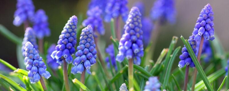 怎樣防止風(fēng)信子長太高"