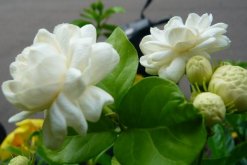 虎頭茉莉有毒嗎，沒有毒性可以方向養(yǎng)護(hù)"