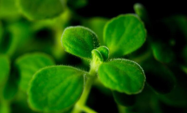 碰碰香長蚧殼蟲怎么辦，積極的進(jìn)行病蟲害防治"