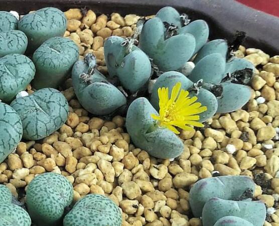 生石花有什么用，老農(nóng)總結(jié)最常見四個作用"