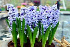 藍色風信子好養(yǎng)嗎，新手必須要掌握的5大要點"