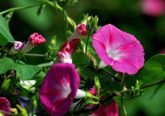 牽牛花有毒嗎，牽牛花可以在室內(nèi)養(yǎng)嗎"