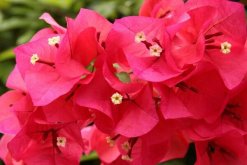 如何讓三角梅開花，三角梅催花技巧"