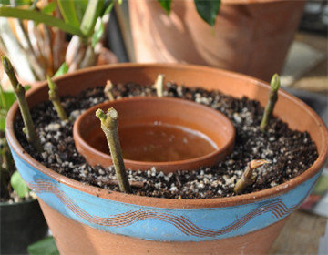 梔子花的繁殖方法，扦插/壓條/分株三種繁殖方法"