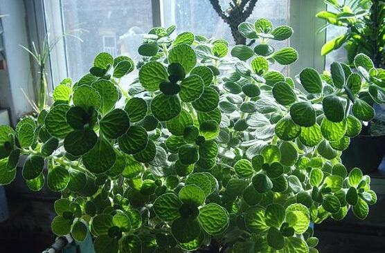 碰碰香夏天怎么養(yǎng)，做好四個要點(diǎn)便可安然度夏"