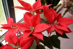 一品紅掉葉子怎么辦，控制光照并停止?jié)菜? data-3x9k=