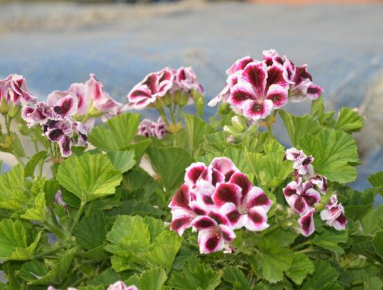 天竺葵適合放室內(nèi)養(yǎng)嗎，導(dǎo)致皮膚過(guò)敏、頭暈、胸悶(不建議)"