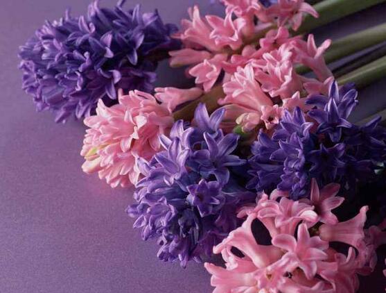 風(fēng)信子怎么施肥，風(fēng)信子施氮磷鉀復(fù)合肥最為合適"